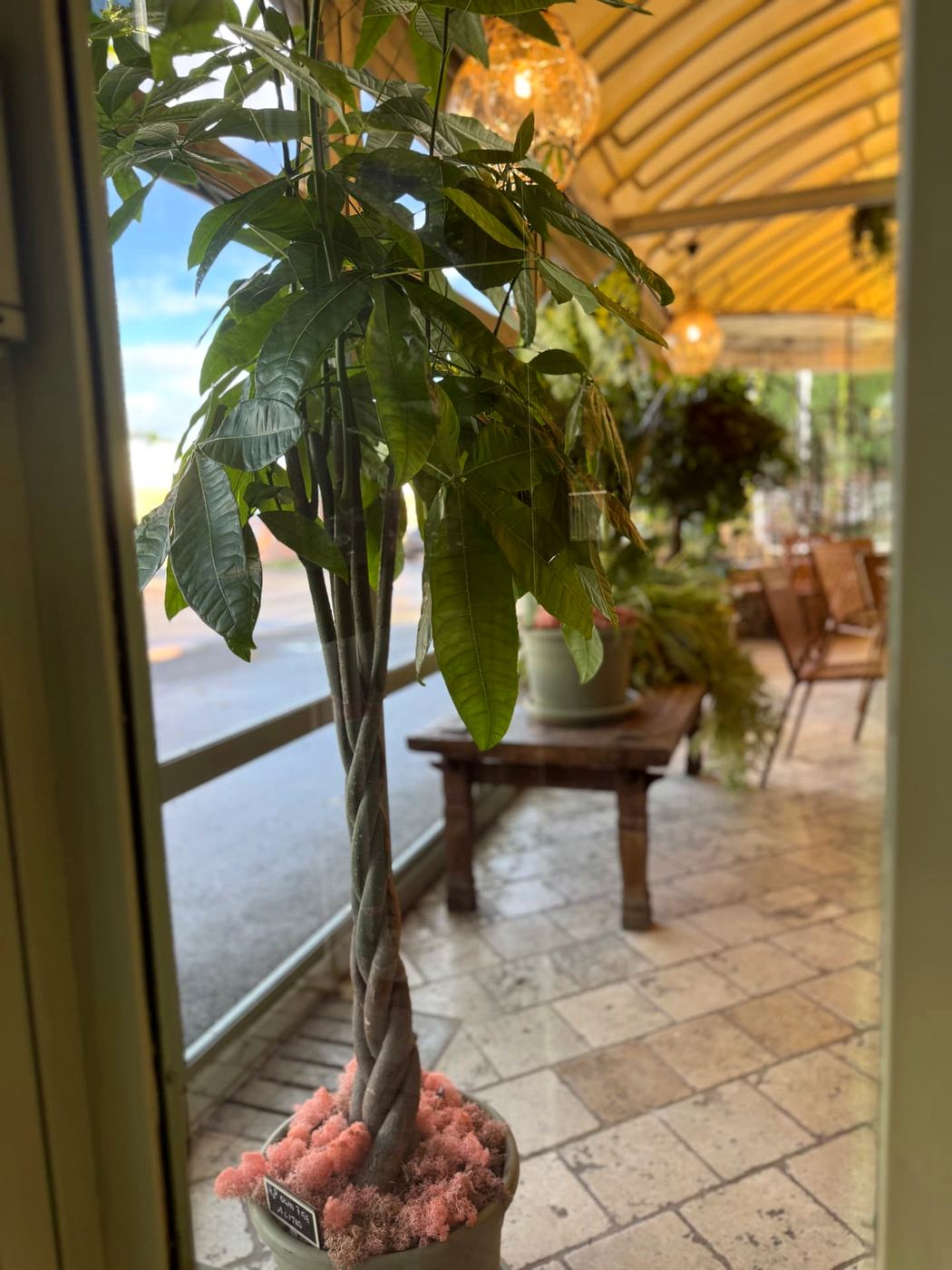 Pachira in vaso davanti alle vetrate della veranda